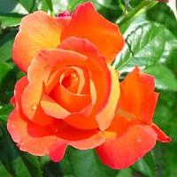 rose.jpg