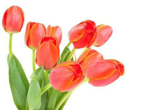 tulips.jpg